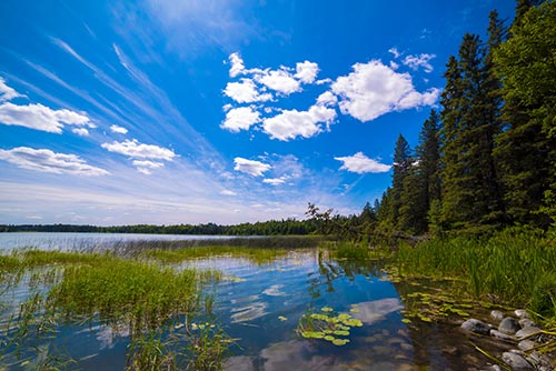 riverside view of shallow area with reeds and pine trees blue sky with white clouds